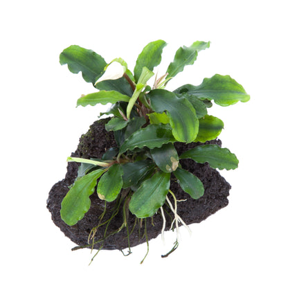 Bucephalandra Wavy Green on Lava Rock Tropica