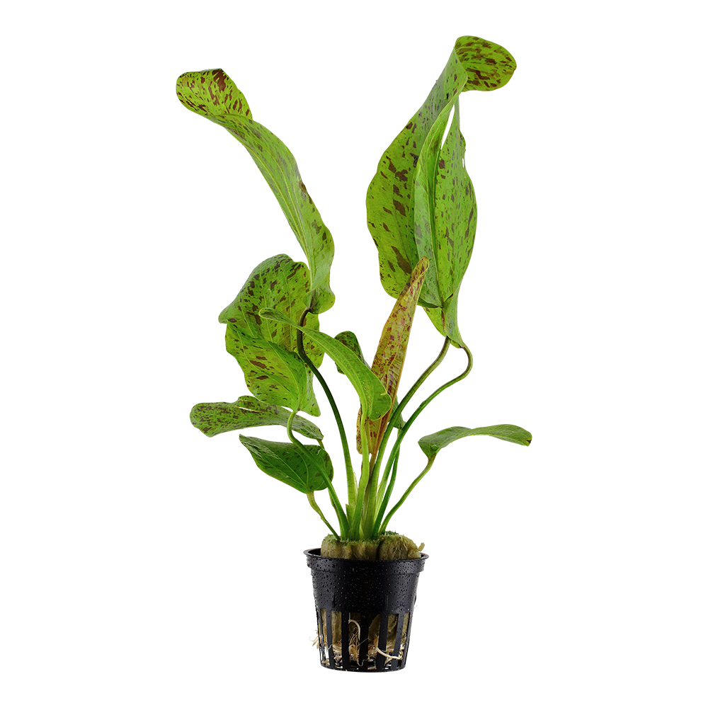Echinodorus Ozelot Green Tropica