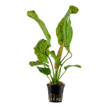 Echinodorus Ozelot Green Tropica