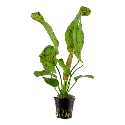 Echinodorus Ozelot Green Tropica
