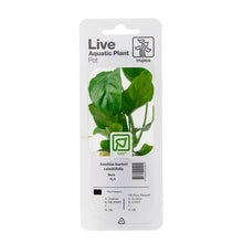 Anubias barteri caladiifolia Tropica (Single Package)