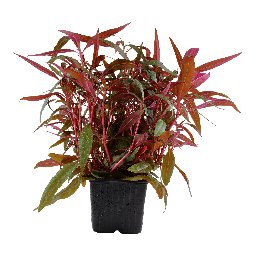 XL Alternanthera reineckii Pink Tropica