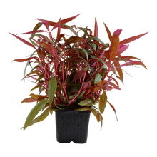 XL Alternanthera reineckii Pink Tropica