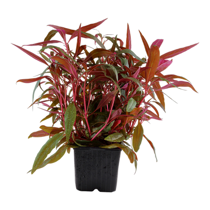 XL Alternanthera reineckii Pink Tropica