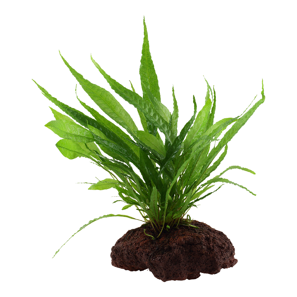 Microsorum pteropus Java Fern on Lava Rock Tropica