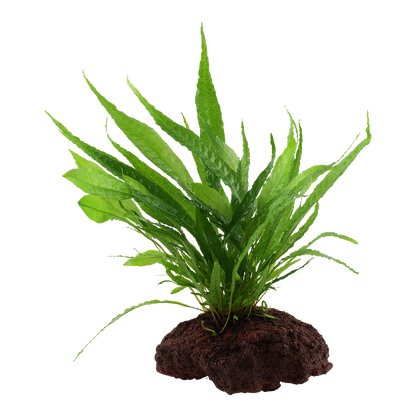Microsorum pteropus Java Fern on Lava Rock Tropica