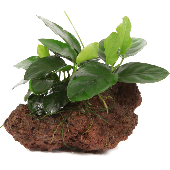 Anubias nana on Lava Rock Tropica