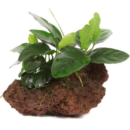 Anubias nana on Lava Rock Tropica