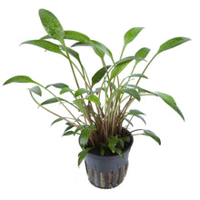 Cryptocoryne willissii AQUADIP