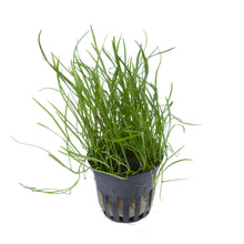 Lilaeopsis mauritiana Aquafleur