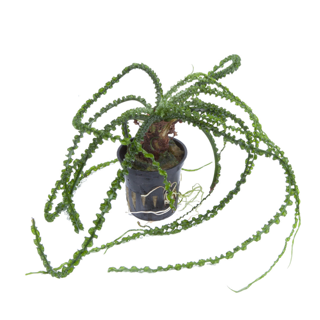 Crinum calamistratum Tropica