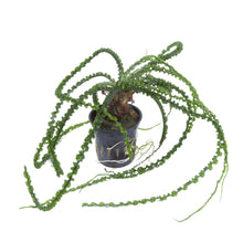 Crinum calamistratum Tropica