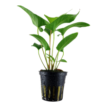 Anubias gracilis Tropica