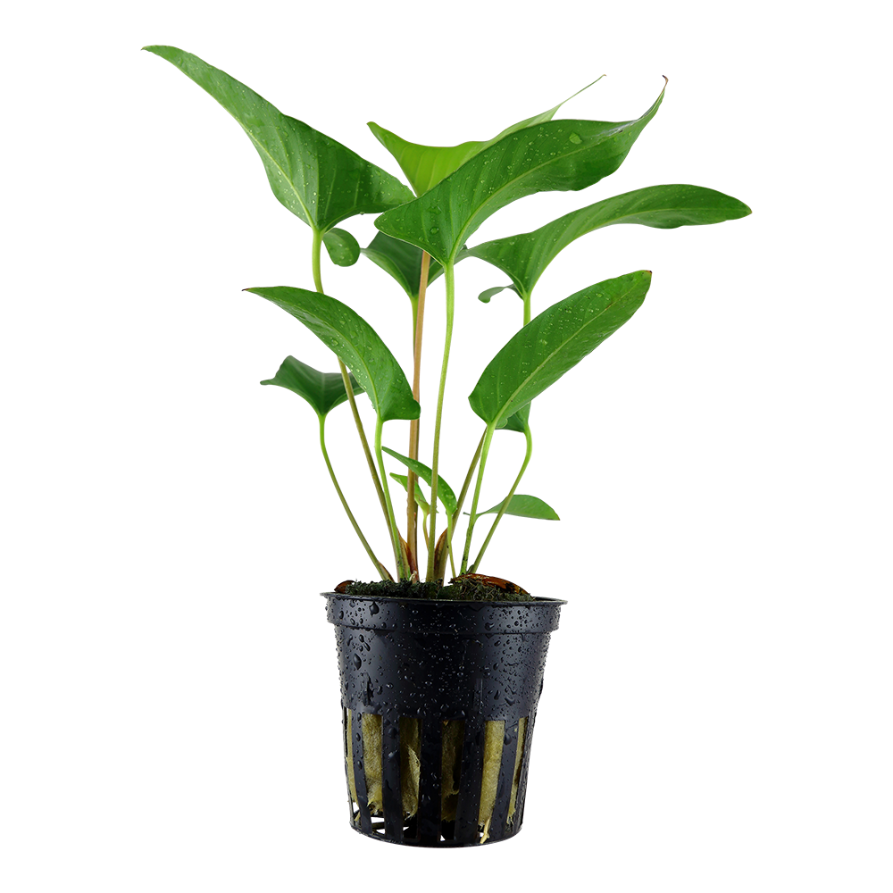 Anubias gracilis Tropica
