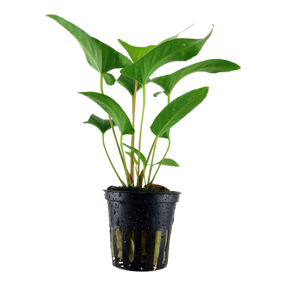 Anubias gracilis Tropica