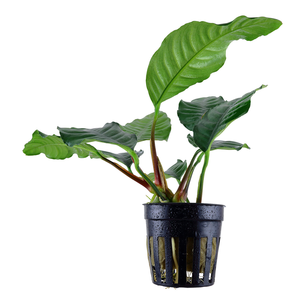 Anubias barteri Coffeefolia Tropica