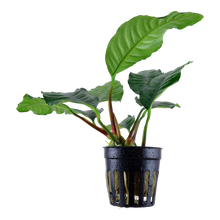 Anubias barteri Coffeefolia Tropica