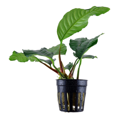 Anubias barteri Coffeefolia Tropica