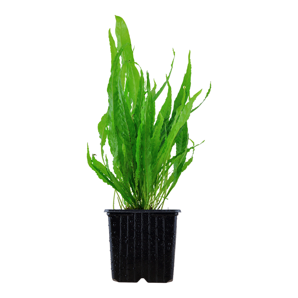 XL Microsorum pteropus Java Fern Tropica