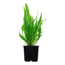 XL Microsorum pteropus Java Fern Tropica