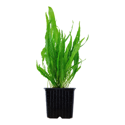 XL Microsorum pteropus Java Fern Tropica