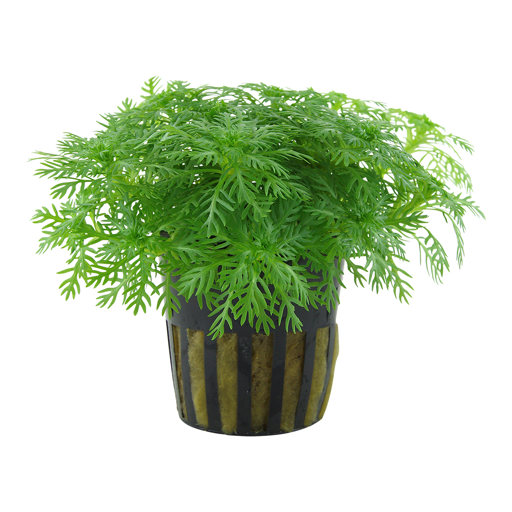 Hottonia palustris Tropica