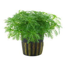 Hottonia palustris Tropica