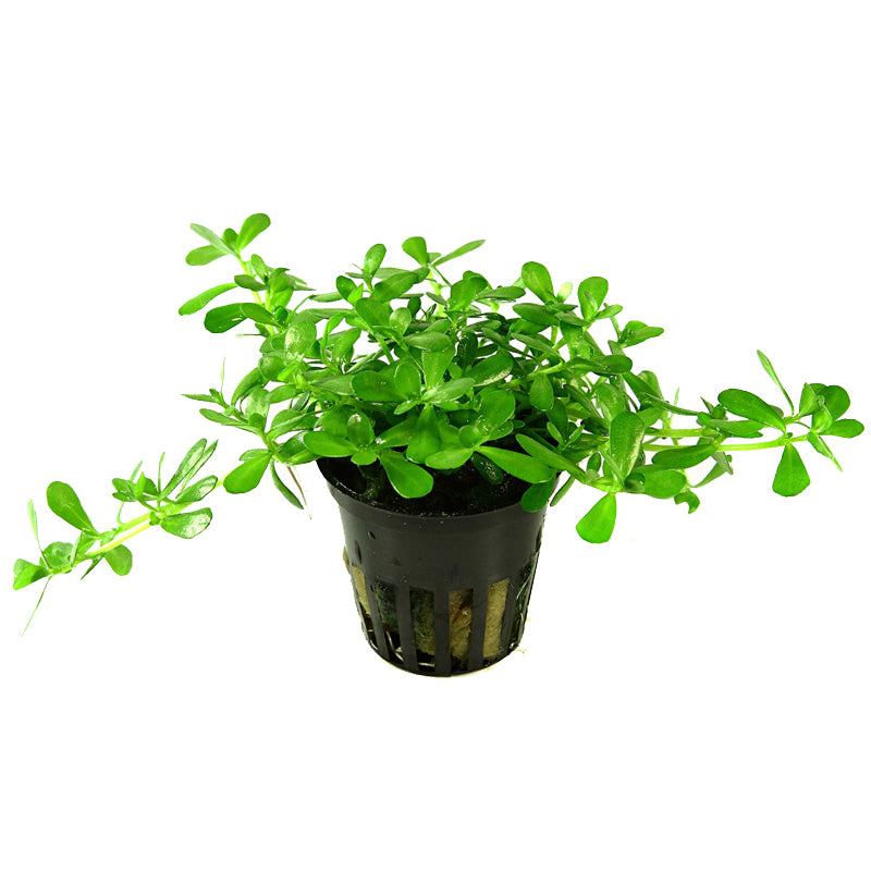 Bacopa 'Compact' Tropica (Single Package)