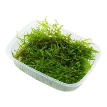 Tropica Vesicularia montagnei Christmas Moss PORTION