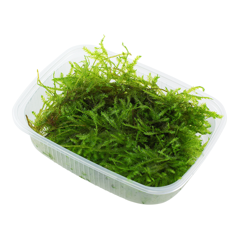 Tropica Vesicularia montagnei Christmas Moss PORTION