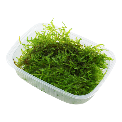 Tropica Vesicularia montagnei Christmas Moss PORTION
