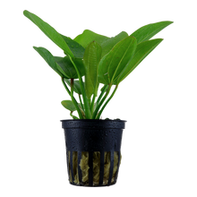 Echinodorus Aquartica Tropica
