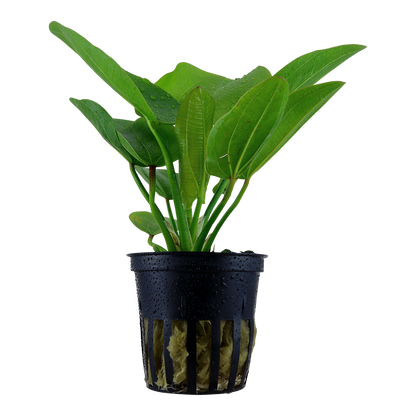 Echinodorus Aquartica Tropica