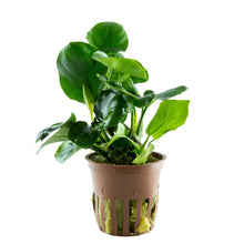 Anubias Coin Leaf AQUADIP