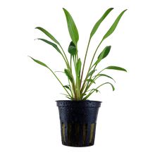 Cryptocoryne x willsii Tropica