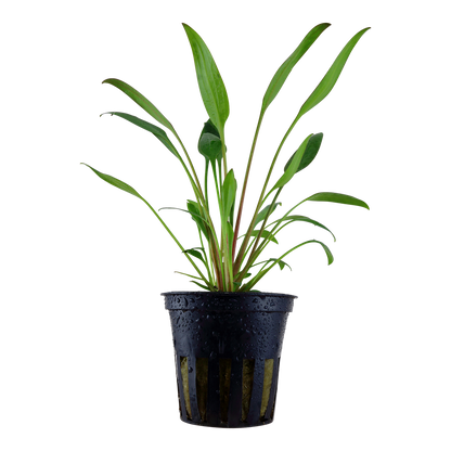 Cryptocoryne x willsii Tropica