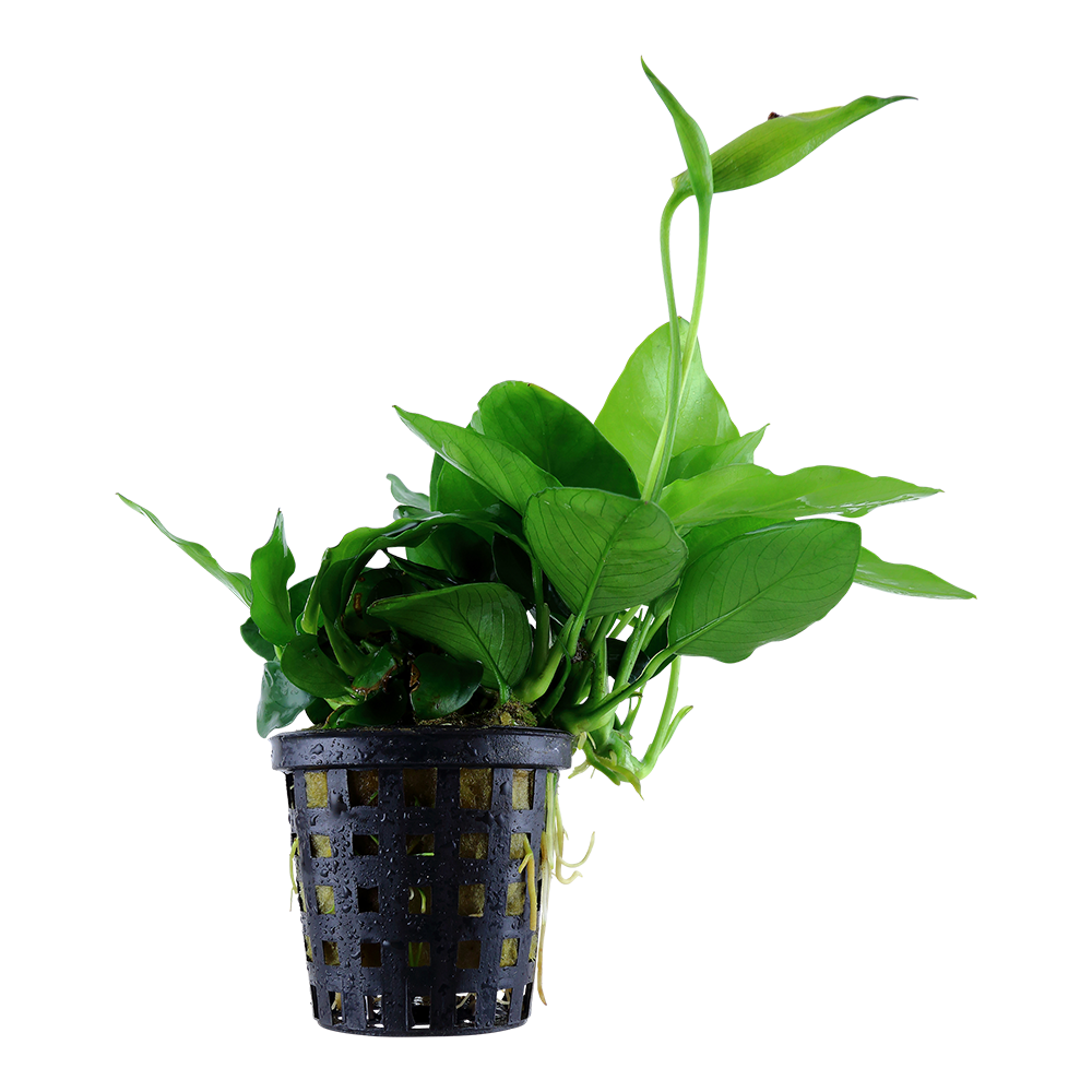 Anubias nana Large Tropica
