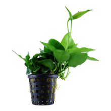 Anubias nana Large Tropica