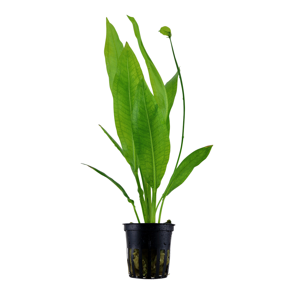 Echinodorus bleheri AQUADIP