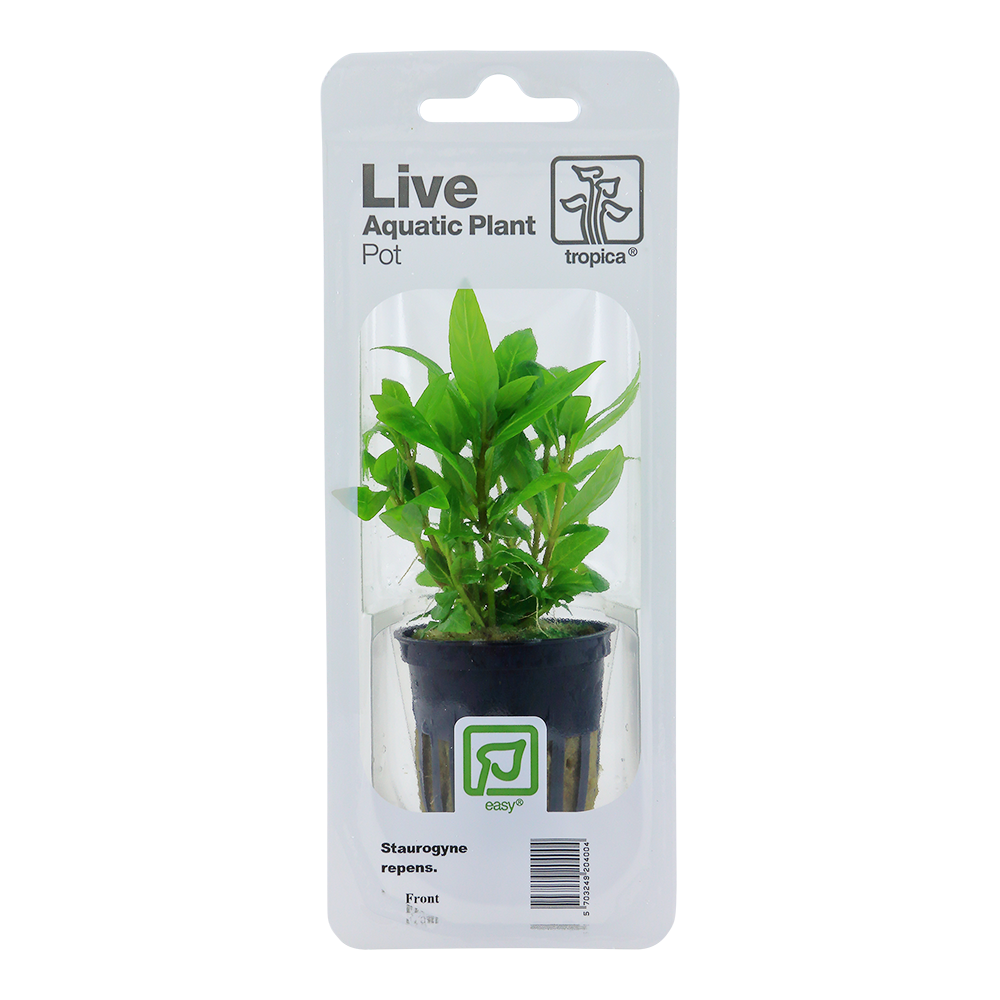 Staurogyne repens Tropica (Single Package)