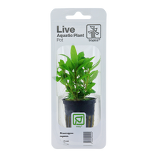 Staurogyne repens Tropica (Single Package)