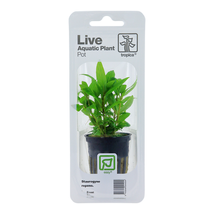 Staurogyne repens Tropica (Single Package)