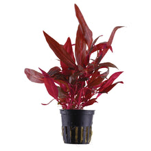 Alternanthera reineckii Rosanervig Tropica