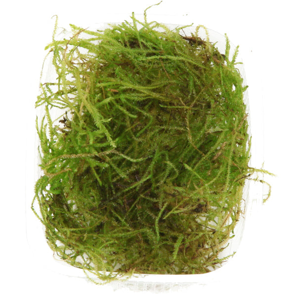 Tropica Taxiphyllum barbieri Java Moss PORTION
