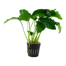 Anubias barteri var. barteri Tropica
