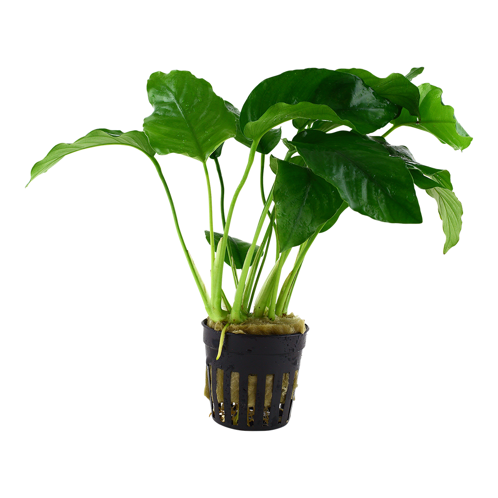 Anubias barteri var. barteri Tropica