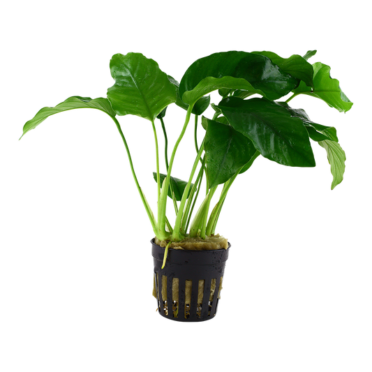 Anubias barteri var. barteri Aquafleur