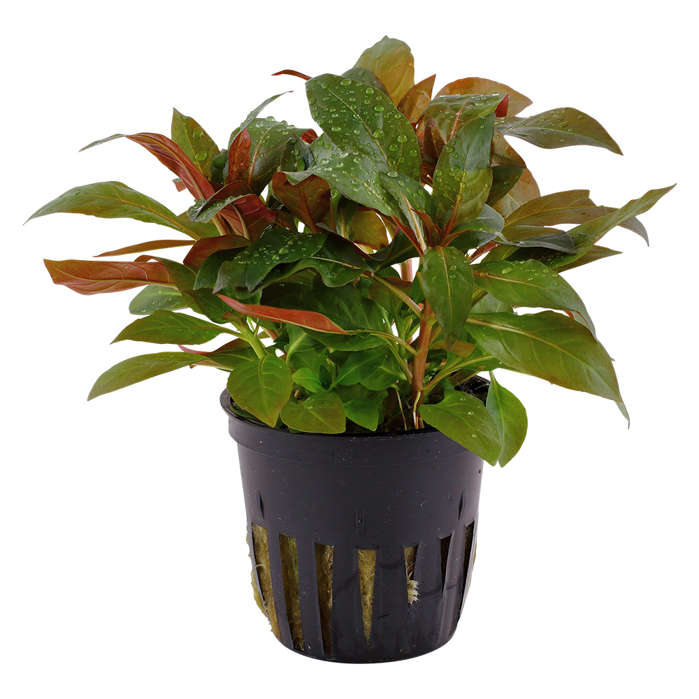 Ludwigia glandulosa Tropica