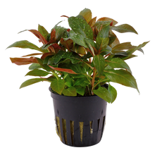Ludwigia glandulosa Tropica