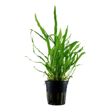 Microsorum pteropus Narrow Leaf Tropica Java Fern